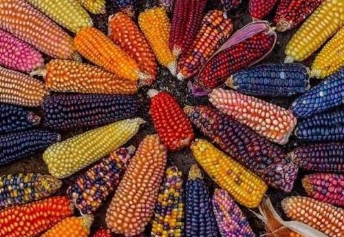 Festas juninas celebram o milho de muitas delcias e cores