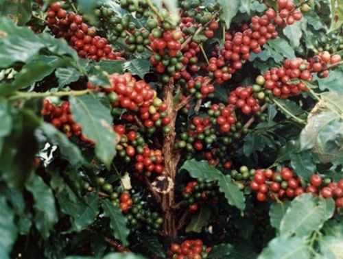 Metade da produo de caf do Brasil est em Minas Gerais