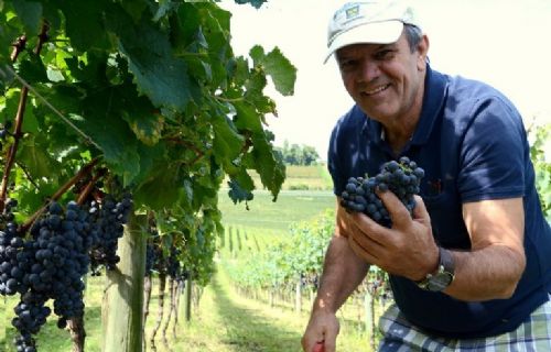 Bento Gonalves (RS) espera 80 mil turistas na colheita da uva