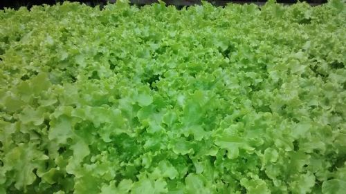 Alimentos pressionam queda do custo de vida da terceira idade