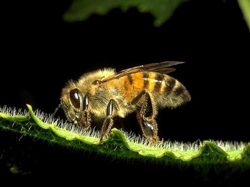 Criao de abelhas ajuda a ter mais alimentos