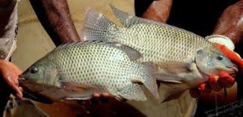 Maiores produtores de peixes do Brasil esto no Centro-Oeste