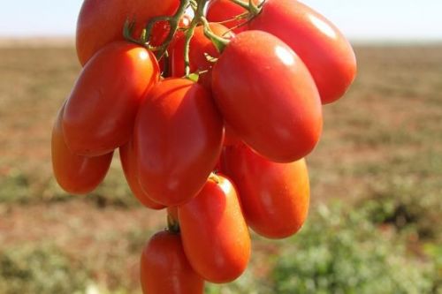 Congresso em Goinia discutir tomate industrial