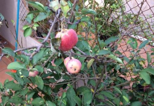 rvores frutferas podem ser cultivadas at em apartamentos