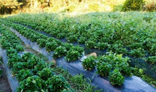 Dia da Alimentao enfoca agricultura familiar