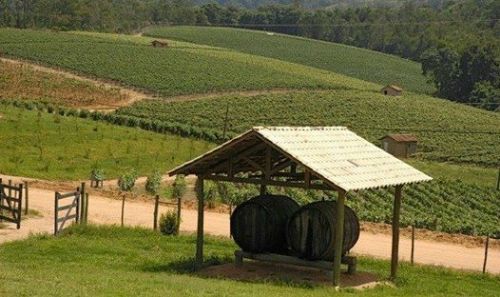Circuito das frutas  uma doce opo de passeio